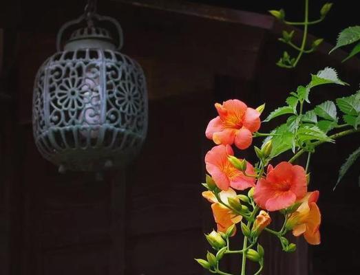哪种颜色的花象征着时空？