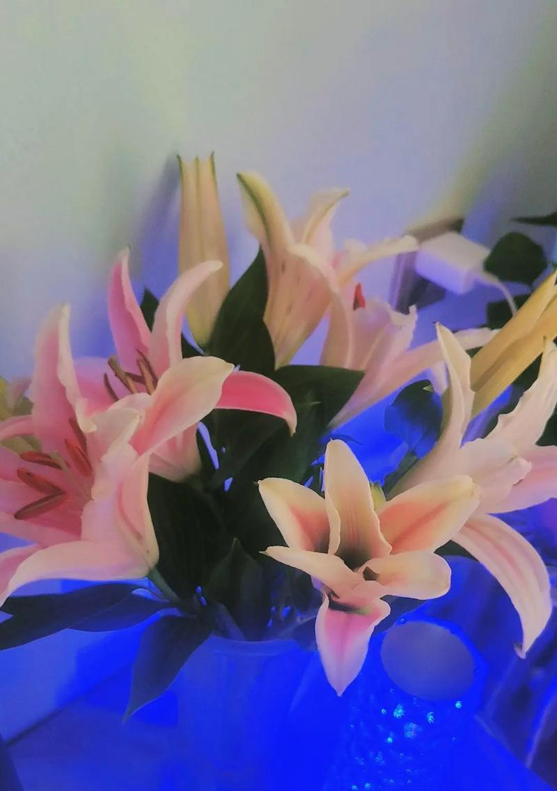 蓝色百合花代表什么？蓝色百合花的花语是什么？
