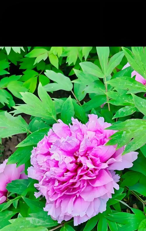 牡丹花的文化意义是什么？牡丹花在中国文化中代表什么？
