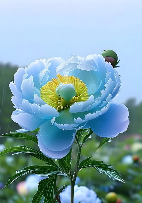 牡丹花的文化意义是什么？牡丹花在中国文化中代表什么？