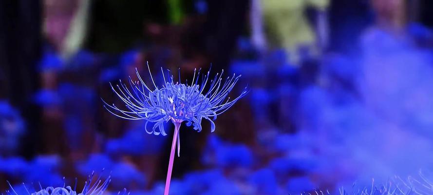 红蓝色彼岸花寓意何在？彼岸花的花语有哪些？