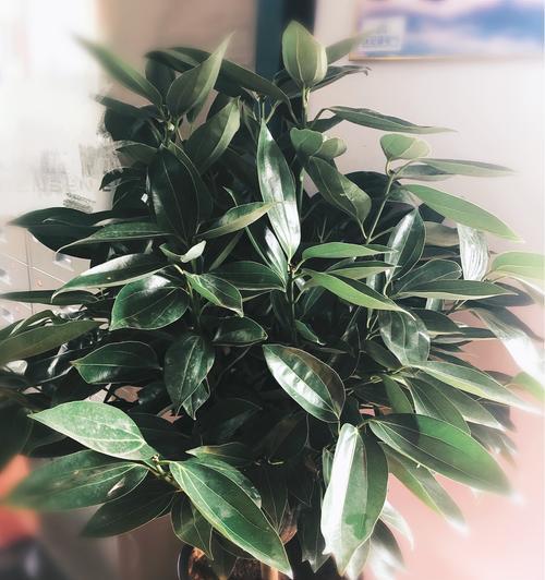 平安树花的寓意是什么？
