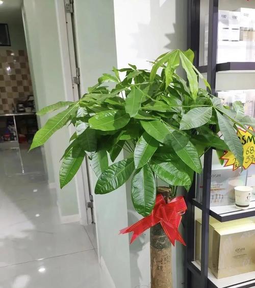 平安树花的寓意是什么？
