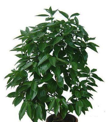 平安树花的寓意是什么？