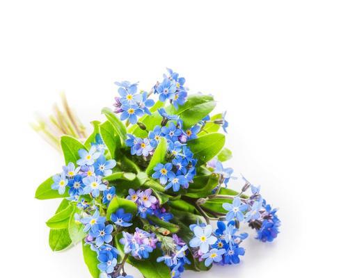 勿忘我花手捧的含义是什么？勿忘我花代表了怎样的情感？