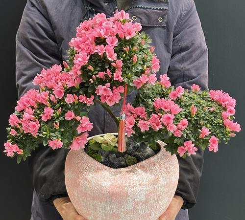 哪种花寓意高升？如何用花表达祝福？
