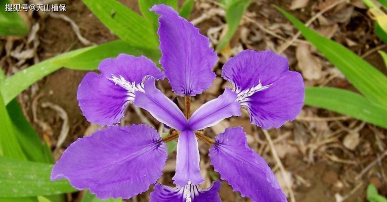 紫色手捧花在花语中代表什么？它象征着什么？