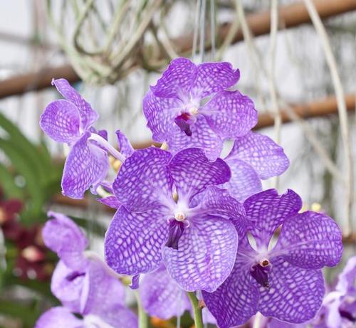 紫色手捧花在花语中代表什么？它象征着什么？