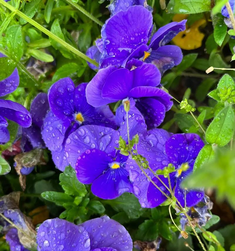 哪种花象征平安？