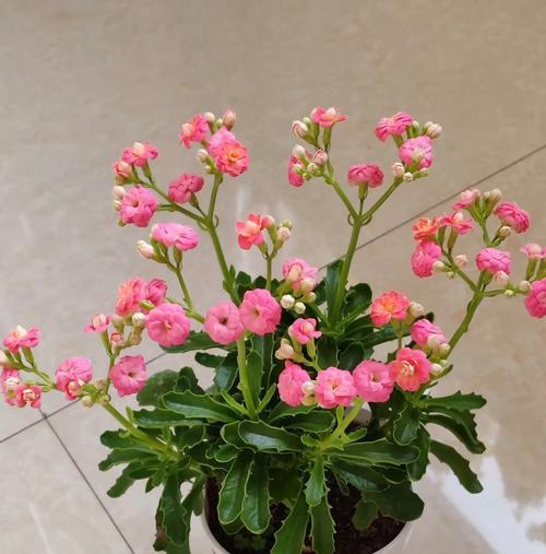 哪种花象征平安？