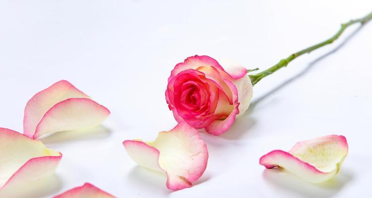 胭红被套的浪漫花语是什么？如何选择寓意浪漫的被套？