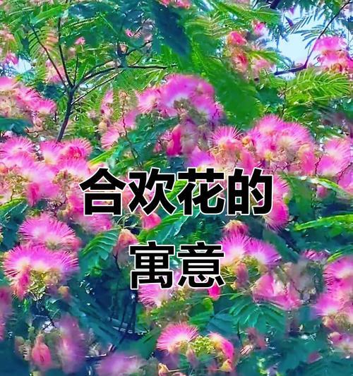 哪种花象征健康和谐家庭？