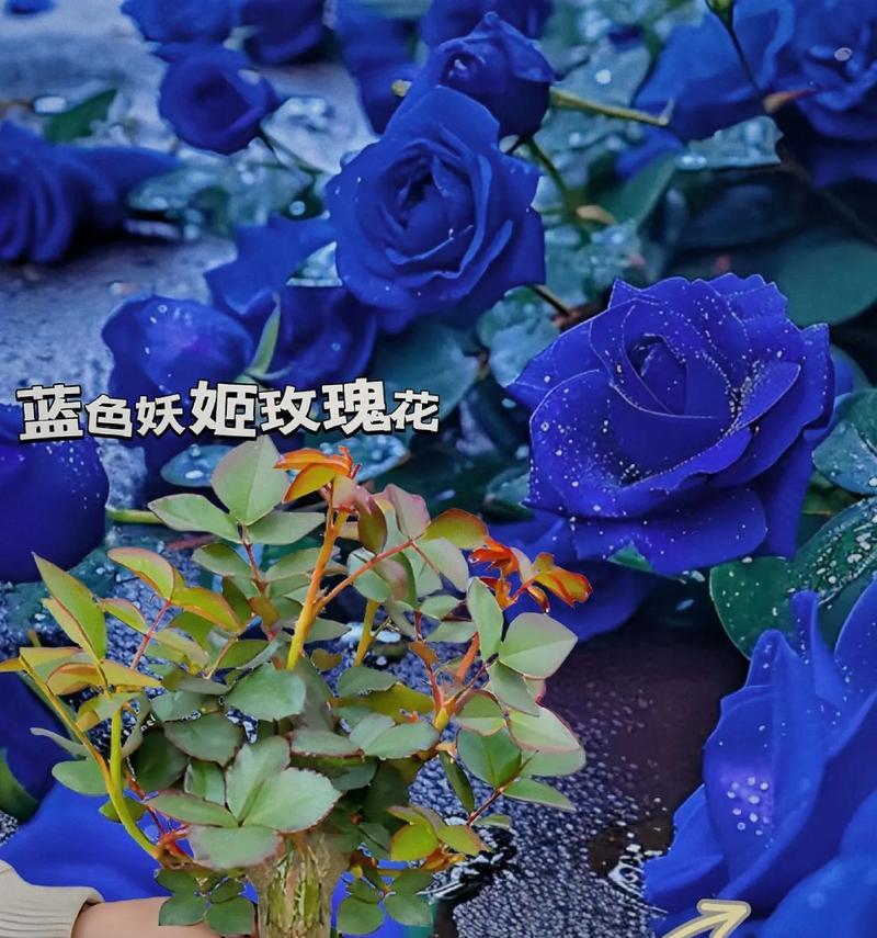 蓝色玫瑰花代表什么？它们的寓意是什么？