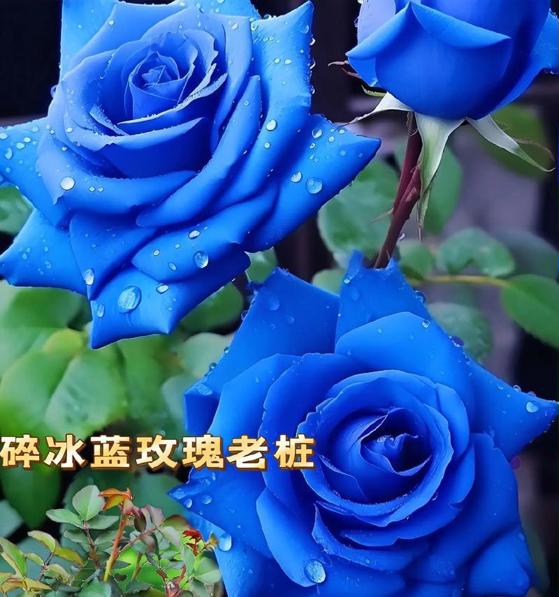 蓝色玫瑰花代表什么？它们的寓意是什么？