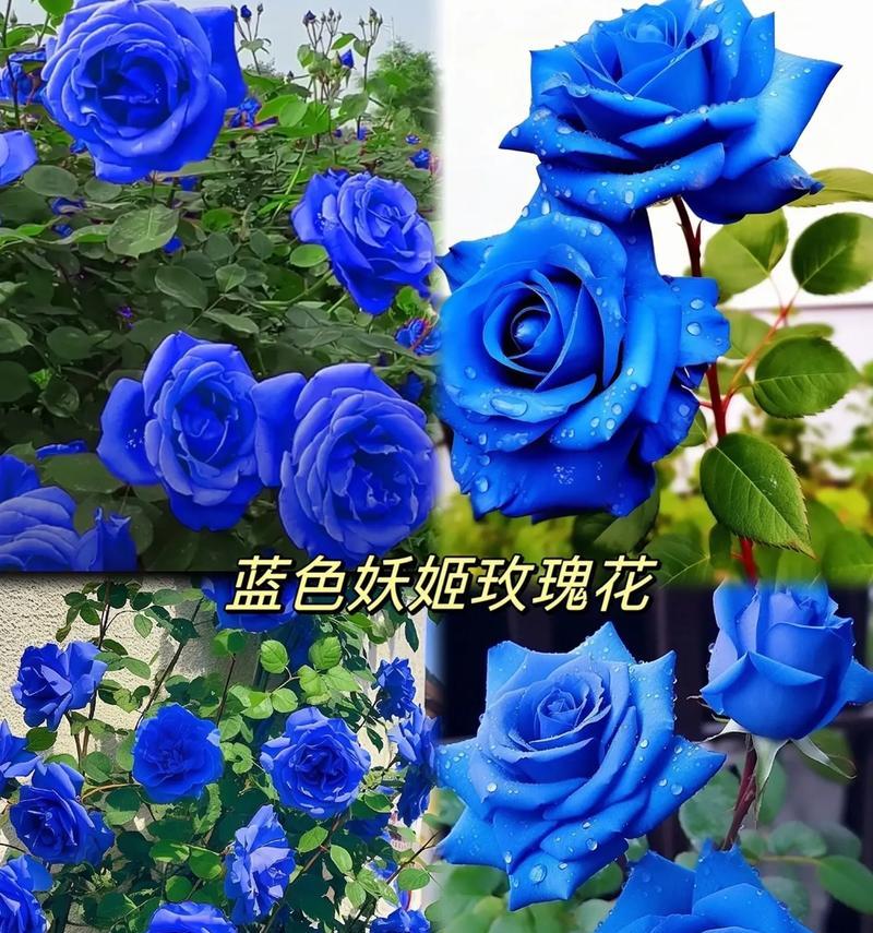 蓝色玫瑰花代表什么？它们的寓意是什么？