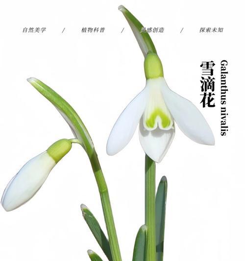 白色象征温暖的花是什么？