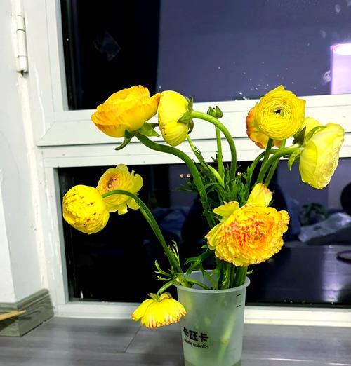 黄色柠檬花的花语是什么？它的寓意有何深意？