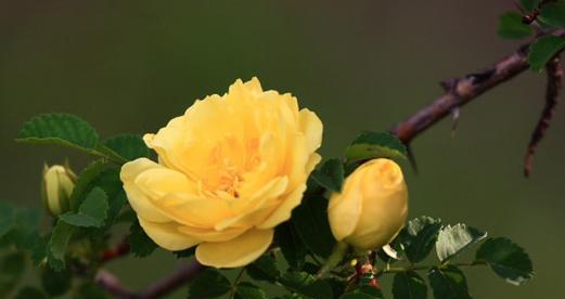 黄色柠檬花的花语是什么？它的寓意有何深意？