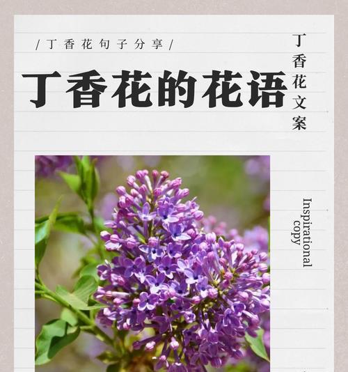 古诗词象征爱情的花是什么？它们代表了什么？