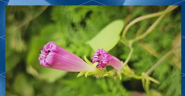 牵牛花有哪些传说？牵牛花的寓意是什么？