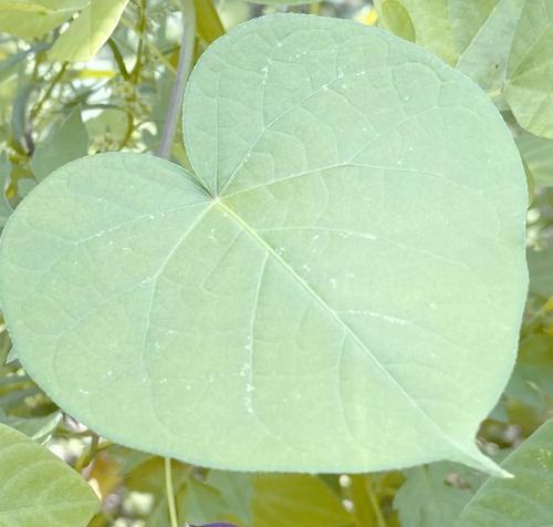 牵牛花有哪些传说？牵牛花的寓意是什么？