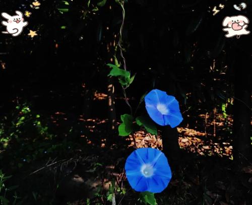 牵牛花有哪些传说？牵牛花的寓意是什么？