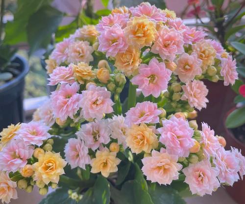 长寿花象征着什么？长寿花的爱情花语及寓意是什么？
