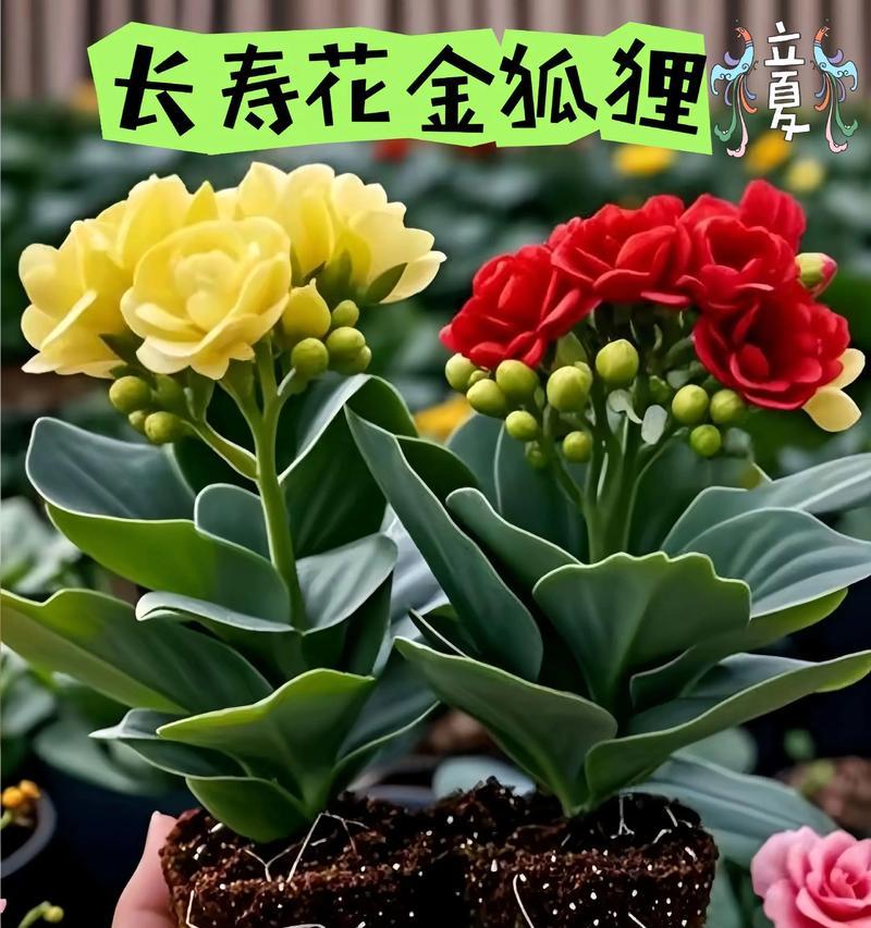 长寿花象征着什么？长寿花的爱情花语及寓意是什么？