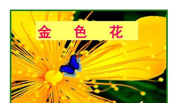 金色花代表什么？金色花的象征意义是什么？