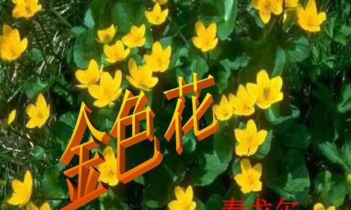 金色花代表什么？金色花的象征意义是什么？
