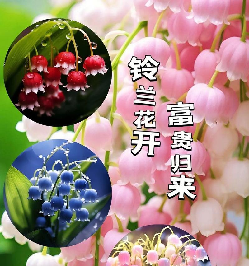 什么花是象征着幸福的？幸福花的花语和寓意是什么？