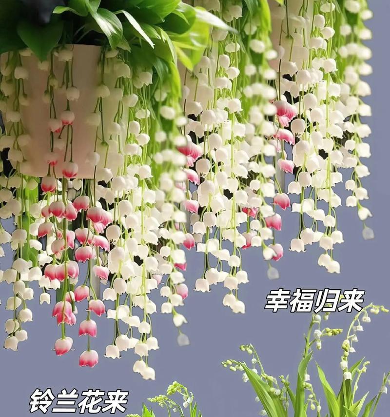 什么花是象征着幸福的？幸福花的花语和寓意是什么？