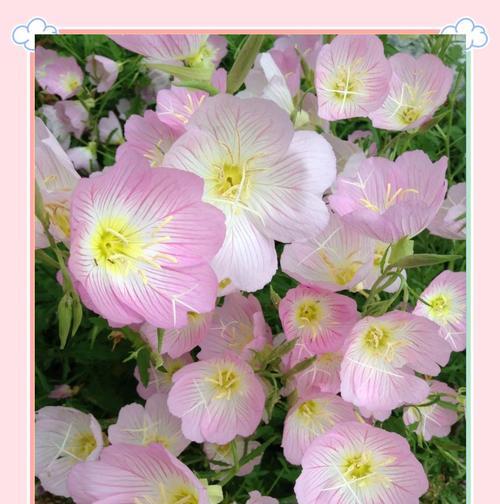 粉色花象征什么意义？粉色花卉的寓意是什么？