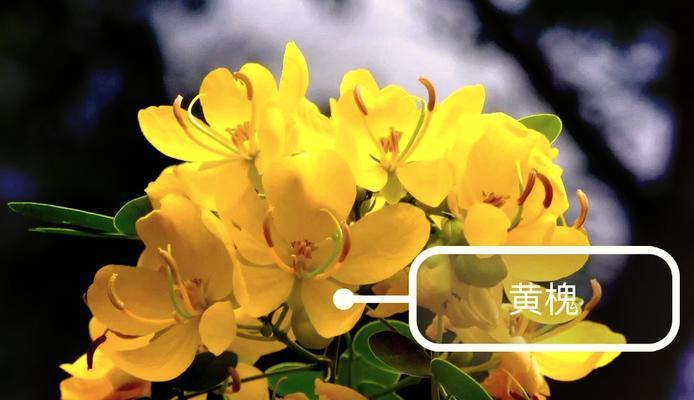 季节变化会影响花的寓意吗？不同季节的花有哪些不同寓意？