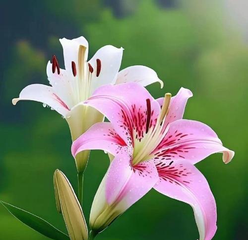 季节变化会影响花的寓意吗？不同季节的花有哪些不同寓意？