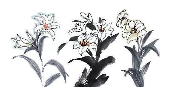 灰色百合花的意义是什么？它的寓意有哪些？