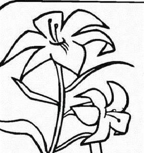 灰色百合花的意义是什么？它的寓意有哪些？