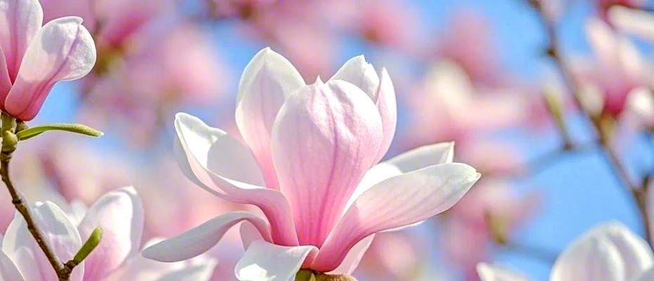 哪些花象征青春祝福？青春祝福的花有哪些寓意？
