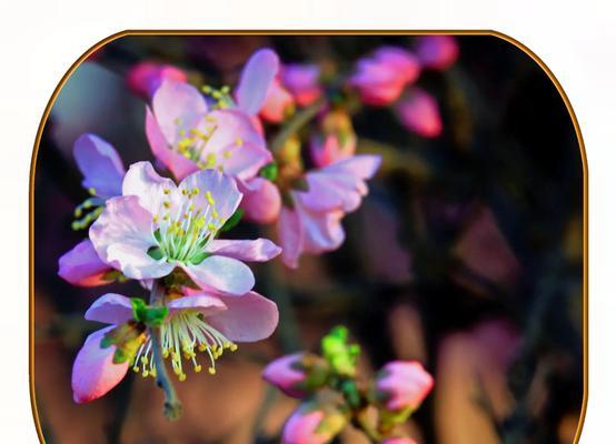 绿色花代表什么？绿色花卉的寓意是什么472