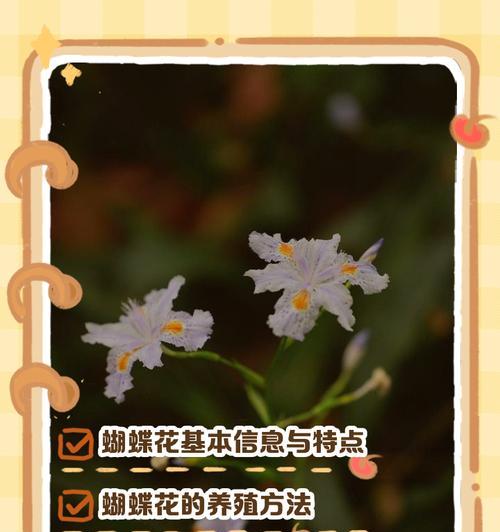 母亲节送蝴蝶花有何深意？蝴蝶花的寓意是什么？