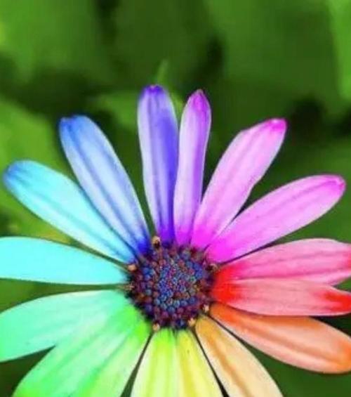 七色花有哪些涵义和象征？七色花代表什么？