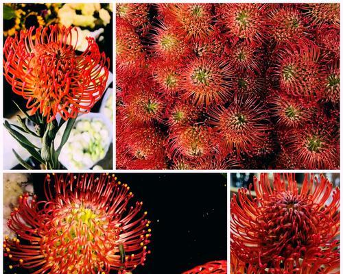 红色年宵花代表什么？红色年宵花的吉祥寓意是什么？