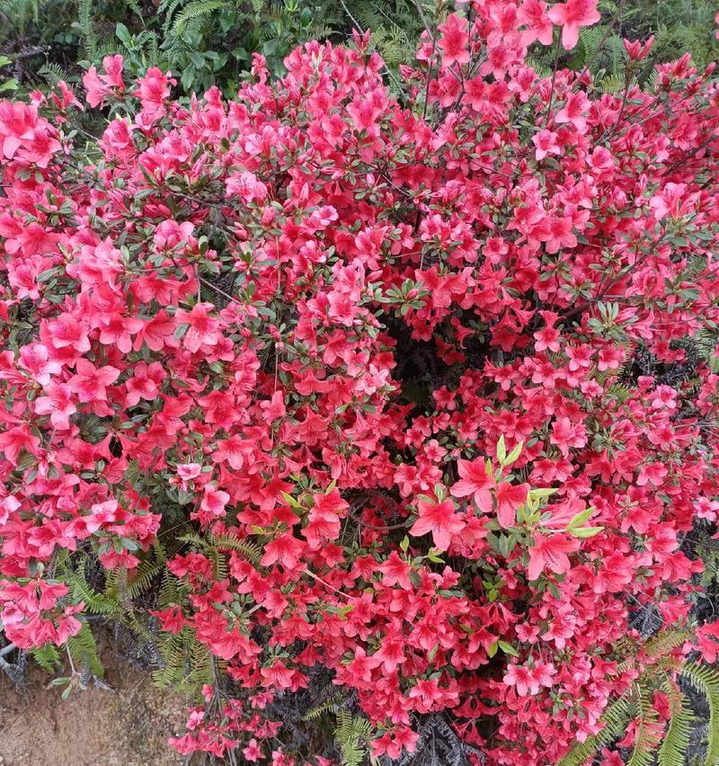 家里摆花迎春节的寓意是什么？有哪些吉祥花卉推荐？