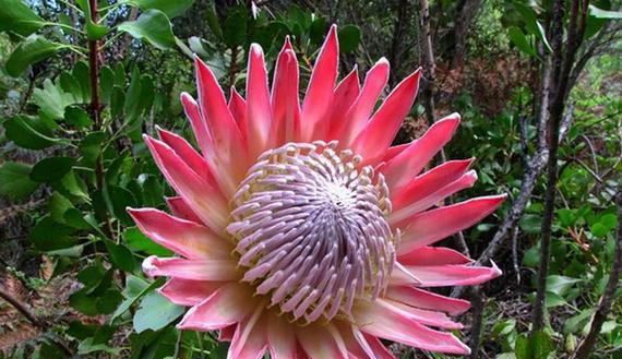 吉庆花语奶糕是什么？它的花语寓意是什么？