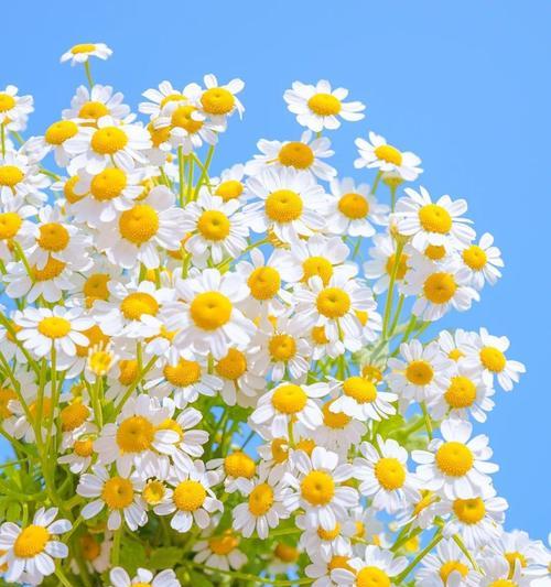 吉庆花语奶糕是什么？它的花语寓意是什么？