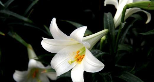 7朵白色百合花代表什么？它的寓意是什么？