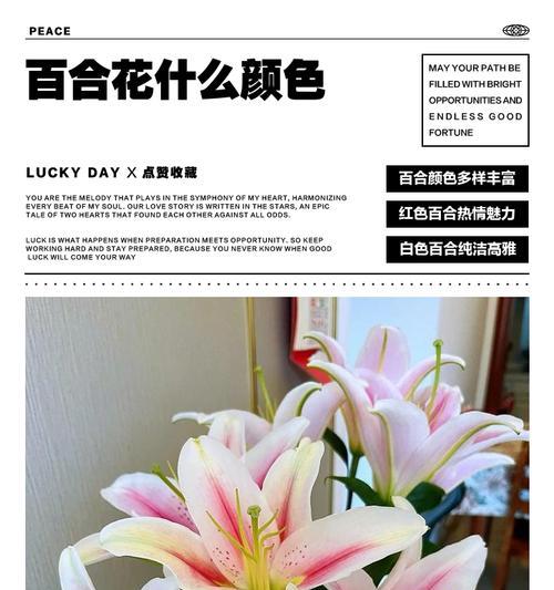 7朵白色百合花代表什么？它的寓意是什么？