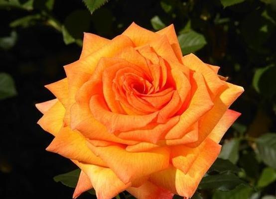 橙色月季花有什么特别的含义？