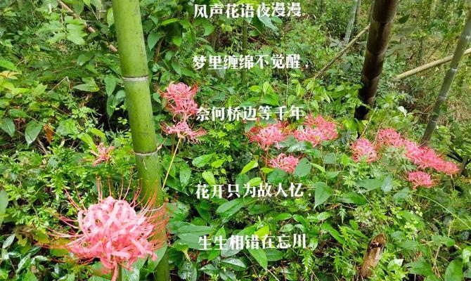 彼岸花浪漫的寓意和象征是什么？彼岸花的花语有哪些？