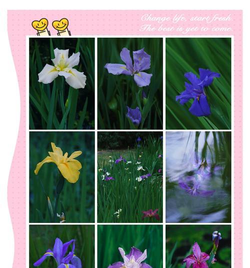 独角兽象征爱情的花有哪些？